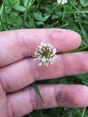 Trifolium repens