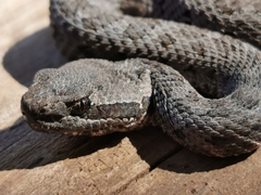 Crotalus armstrongi