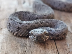 Crotalus armstrongi