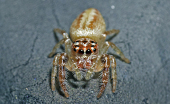 Opisthoncus alborufescens