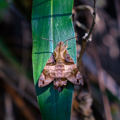 Macroglossum pyrrhosticta