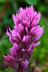 Castilleja parviflora olympica