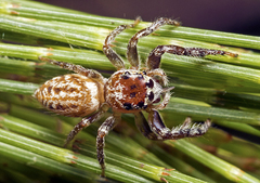 Opisthoncus serratofasciatus