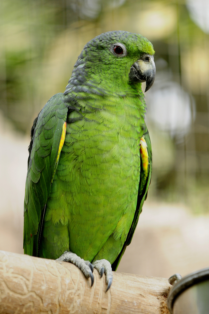 Loro de los Andes (Aves Dosquebradas ) · iNaturalist