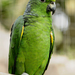 Scaly-naped Parrot - Photo (c) wcs_peru, some rights reserved (CC BY-ND), uploaded by wcs_peru