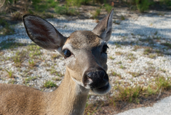 Odocoileus virginianus clavium