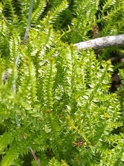 Lateristachys lateralis