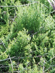 Lateristachys lateralis