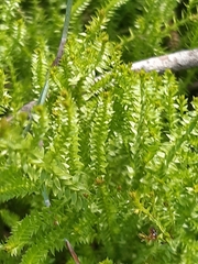 Lateristachys lateralis