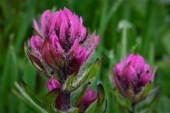 Castilleja parviflora olympica