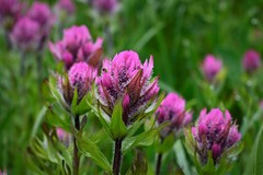 Castilleja parviflora olympica