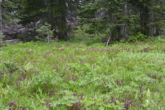 Castilleja parviflora olympica