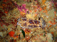 Dendrodoris krusensternii