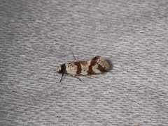 Isomoralla gephyrota