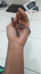 Coelognathus flavolineatus