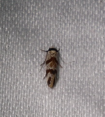 Isomoralla gephyrota