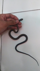 Coelognathus flavolineatus