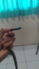 Coelognathus flavolineatus