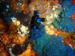 Tambja morosa