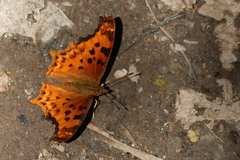 Polygonia g-argenteum