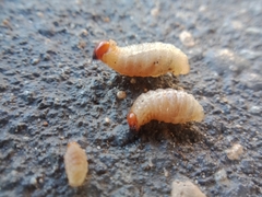 Cosmopolites sordidus