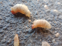 Cosmopolites sordidus