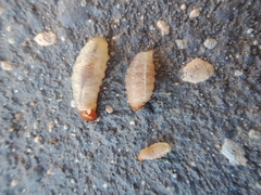 Cosmopolites sordidus