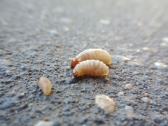 Cosmopolites sordidus