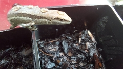 Lampropholis guichenoti