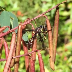 Daptolestes limbipennis