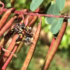 Daptolestes limbipennis