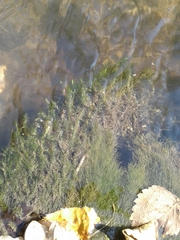 Sematophyllum adnatum