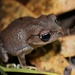 Montane Large-eyed Litter Frog - Photo (c) Thomas Brown, some rights reserved (CC BY-NC), uploaded by Thomas Brown