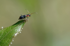 Cyrtosus cyanipennis