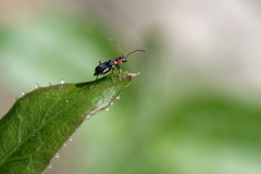 Cyrtosus cyanipennis