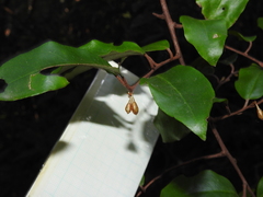 Elaeagnus loureirii
