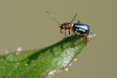 Cyrtosus cyanipennis