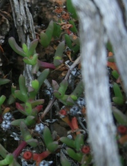 Ruschia lineolata