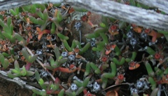 Ruschia lineolata