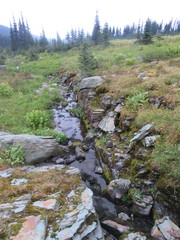 Conostomum tetragonum