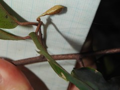 Elaeagnus loureirii