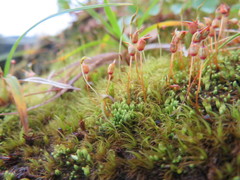 Conostomum tetragonum
