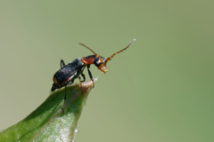 Cyrtosus cyanipennis