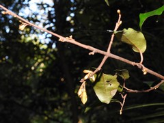 Elaeagnus loureirii
