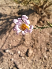 Leucosyris coulteri