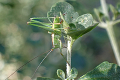 Conocephalomima barameda