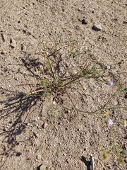 Leucosyris coulteri
