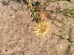 Leucosyris coulteri