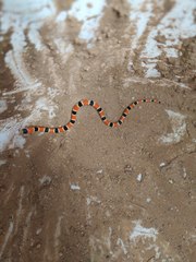 Sonora palarostris