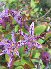 Tricyrtis